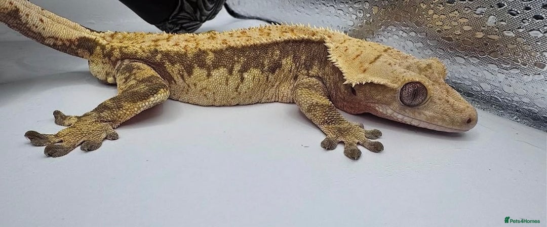 Gecko reptiles for sale: stunning tame crested gecko - Image 3