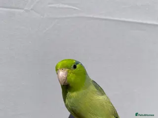 Budgerigars birds Looking for green parrotlet - Advert 16