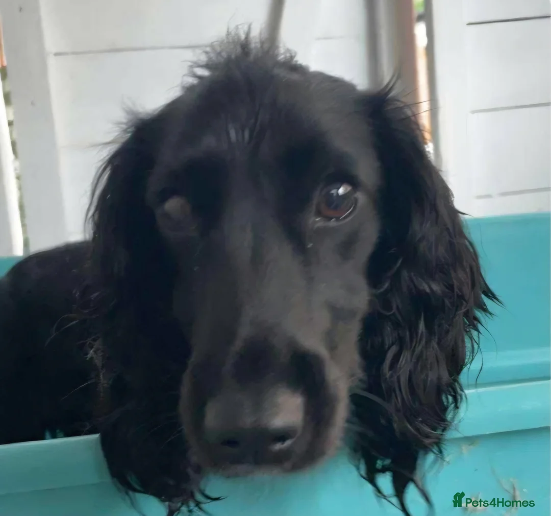 Cocker Spaniel dogs for sale: Tiny Cocker Spaniel  - Advert 2