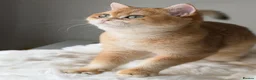 British Shorthair cats for sale: British Shorthair Golden kittens  - Advert 30