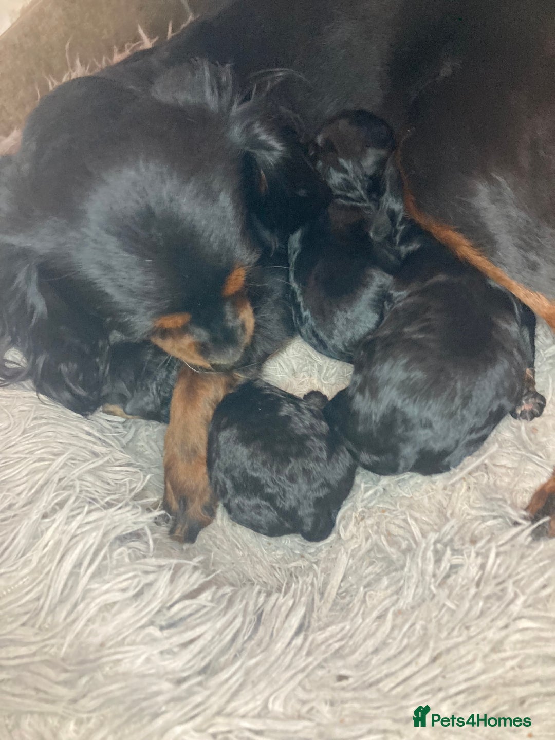 Cavapoo dogs for sale: Phantom Toy cavapoo puppies  - Image 6