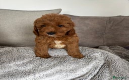 Cavapoo dogs for sale: 🐶 F1B CAVAPOOS 5* HEALTH CHECK 🐶 - Image 2