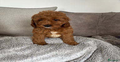 Cavapoo dogs - Advert 11