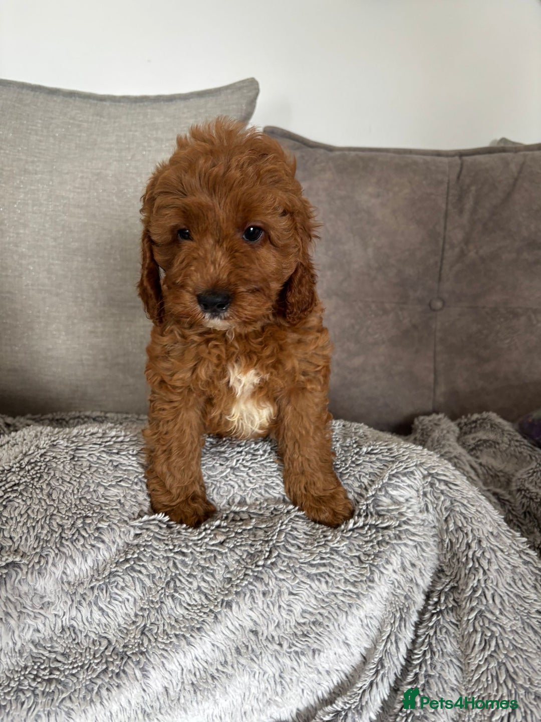 Cavapoo dogs for sale: 🐶 F1B CAVAPOOS 5* HEALTH CHECK 🐶 - Image 2