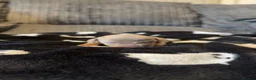 Dachshund dogs for sale: Puppies  - Advert 13