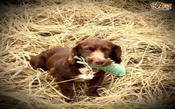 Cocker Spaniel dogs for stud: Stunning cocker spaniel for stud in Gloucester - Image 4