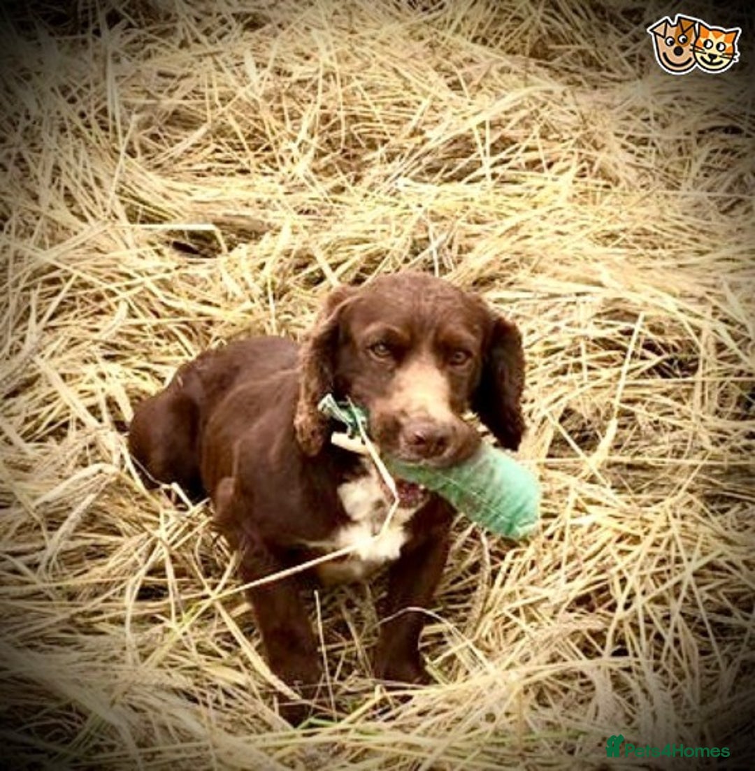Cocker Spaniel dogs for stud: Stunning cocker spaniel for stud in Gloucester - Image 4
