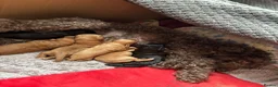 Cockapoo dogs for sale: Beautiful cockapoo puppies - Advert 18