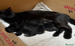 Domestic Shorthair cats for sale: two adorable black kittens ready for collection - Image 6