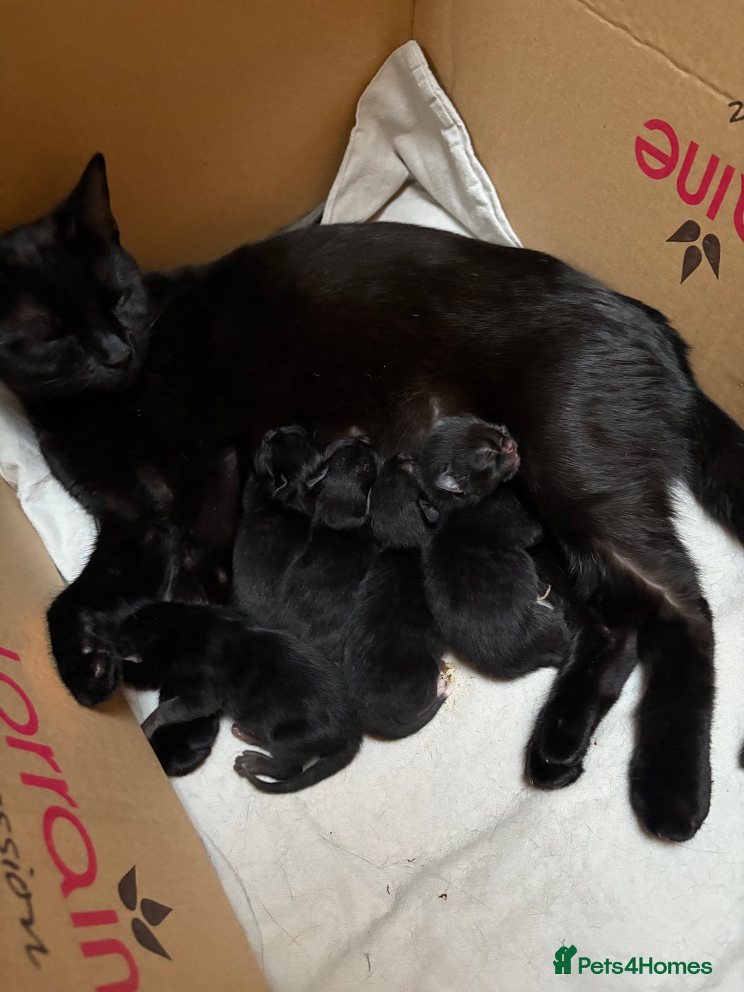 Domestic Shorthair cats for sale: two adorable black kittens ready for collection - Image 6