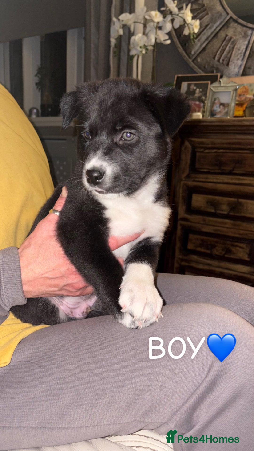 Mixed Breed dogs for sale: 3 beautiful puppies sale. 2 girls and 1 boy.  - Advert 3