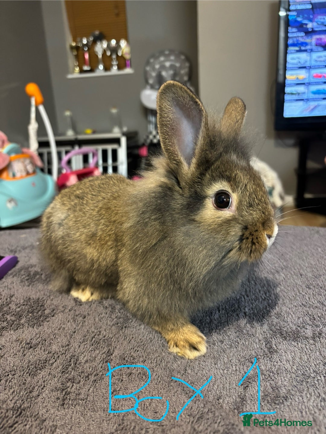 Lionhead rabbits for sale: Beautiful lionhead bunnies  - Advert 3