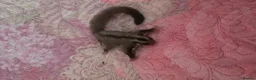 Sugar Glider rodents for sale: Sugar glider - Advert 1