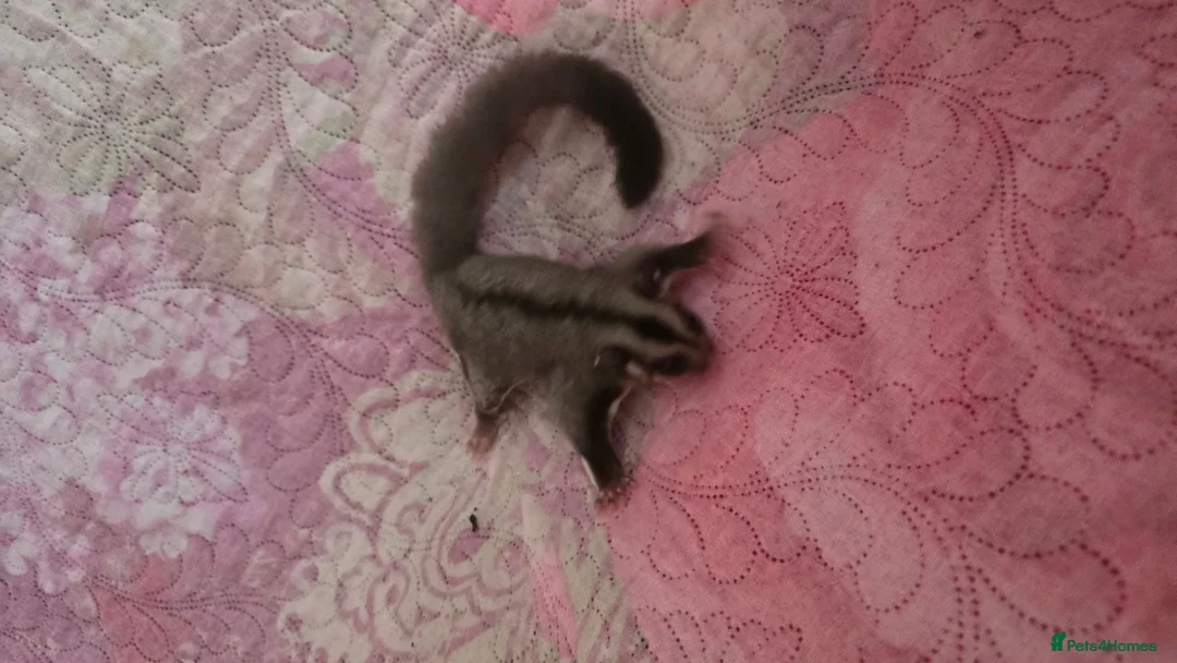 Sugar Glider rodents for sale: Sugar glider - Advert 1