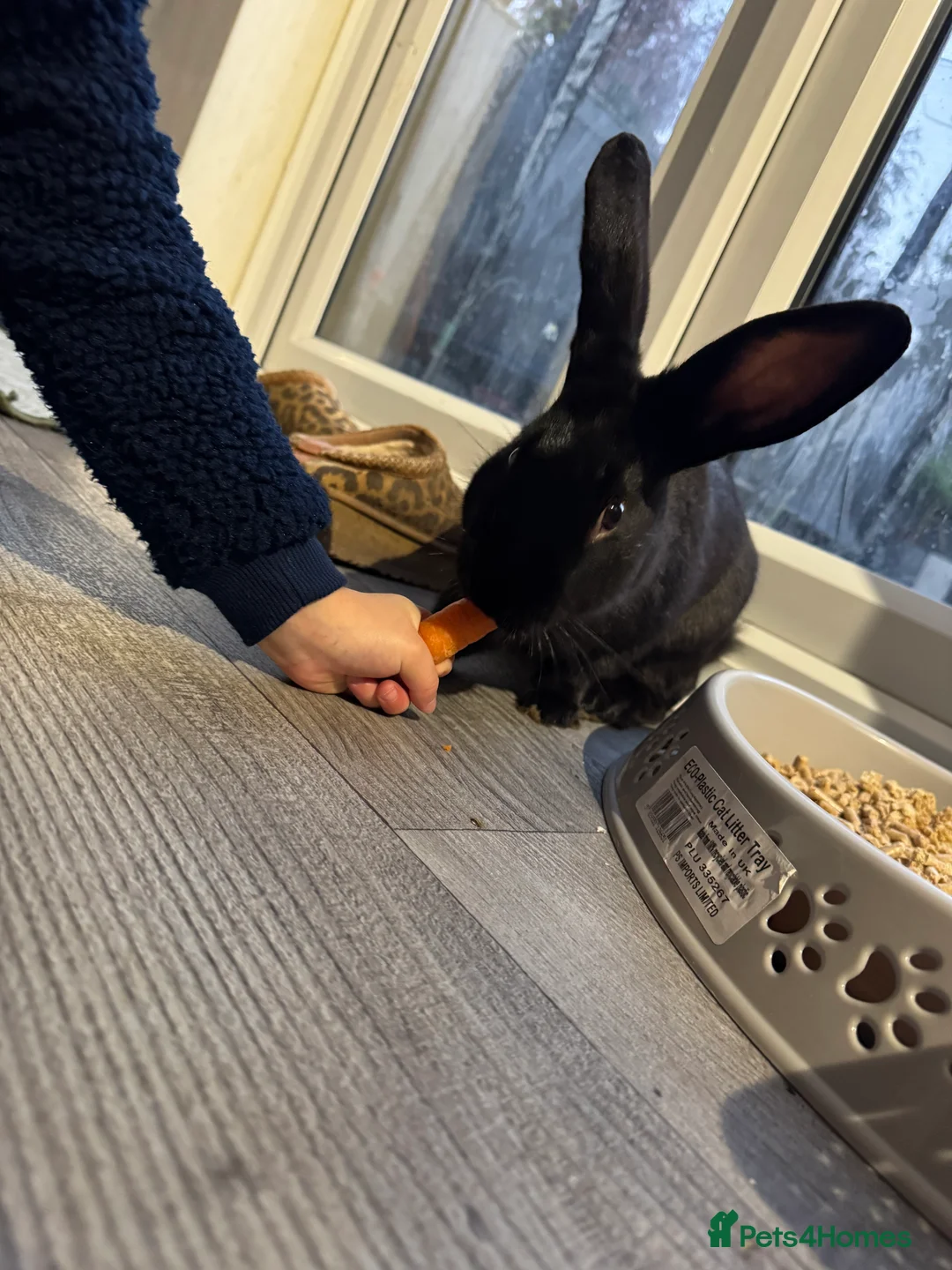 English rabbits for sale: Black male English cross continental giant  - Advert 3