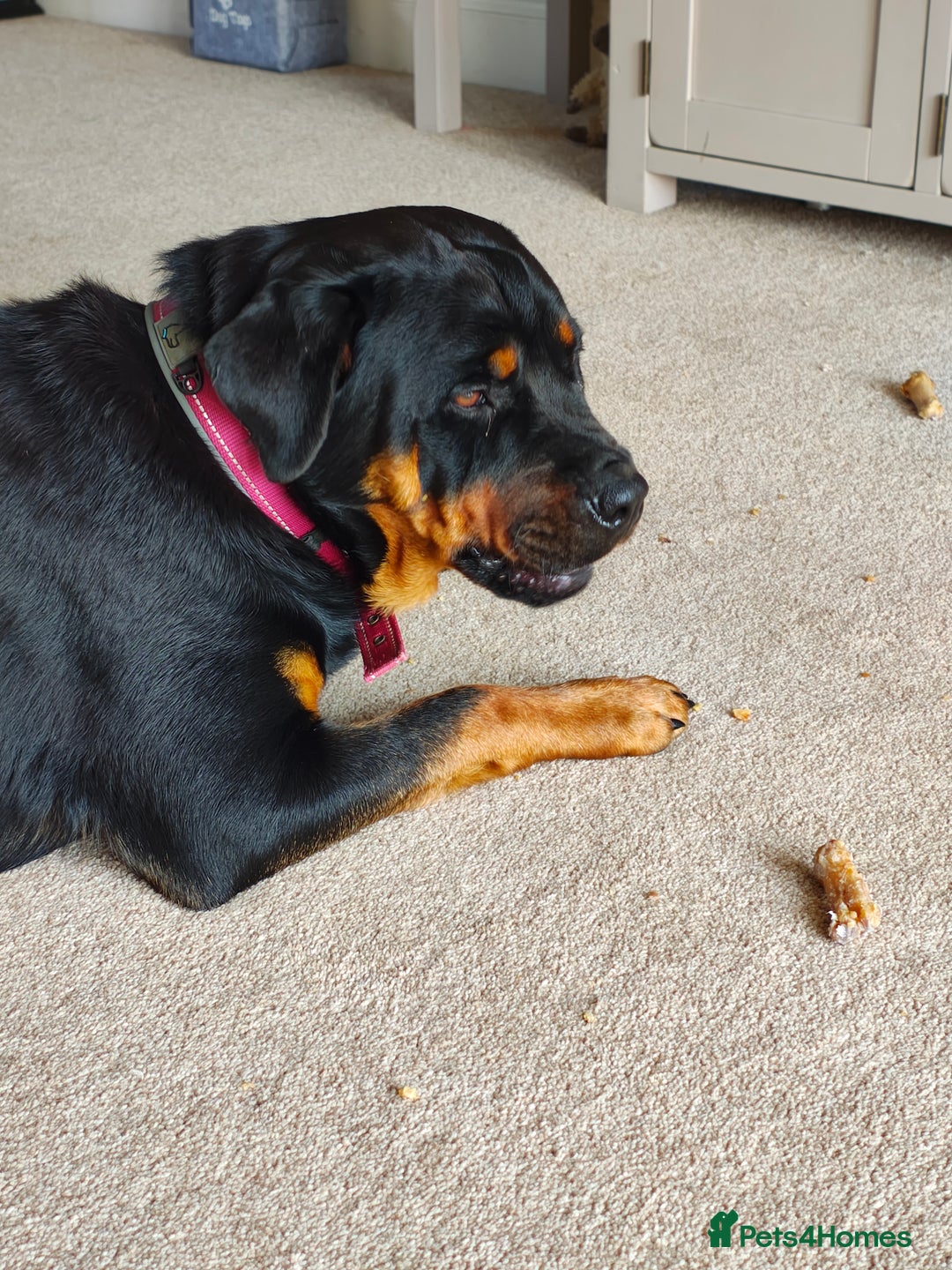 Rottweiler dogs for sale: Loving Rottweiler Bitch looking for a new home - Advert 2