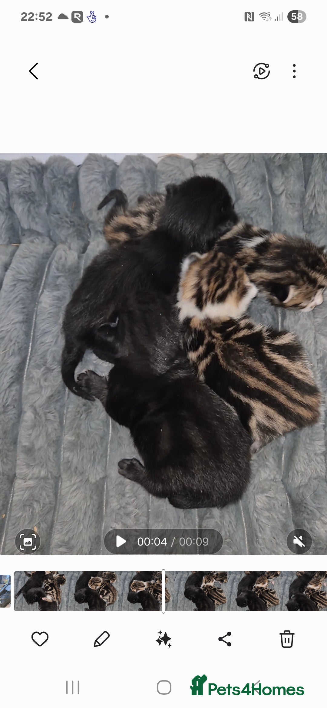Bengal cats for sale: Bengal Cross Kittens - Image 3