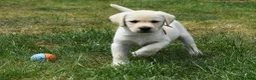 Labrador Retriever dogs for sale: Beautiful girl, last pup from this fabulous litter in Scarborough - Advert 6