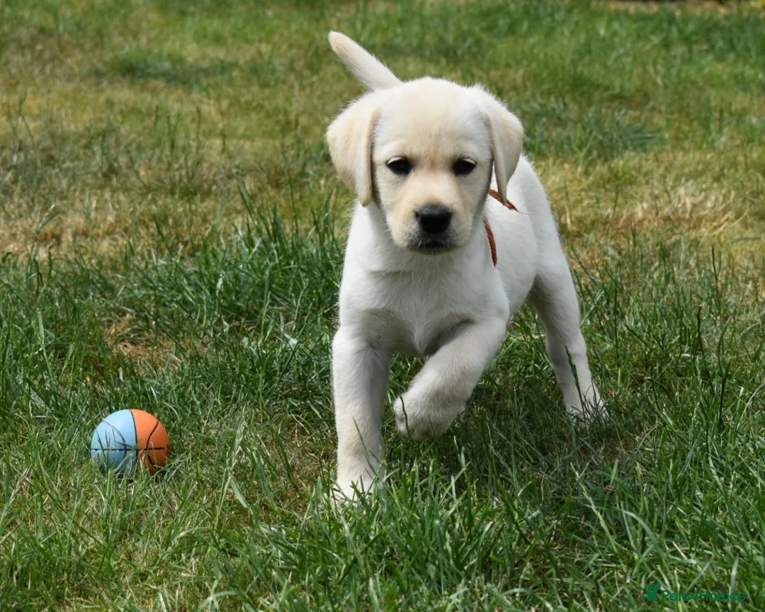 Labrador Retriever dogs for sale: Beautiful girl, last pup from this fabulous litter in Scarborough - Advert 6