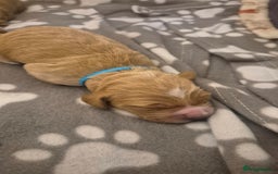 Cockapoo dogs for sale: 2 boys Cockapoo  - Image 5