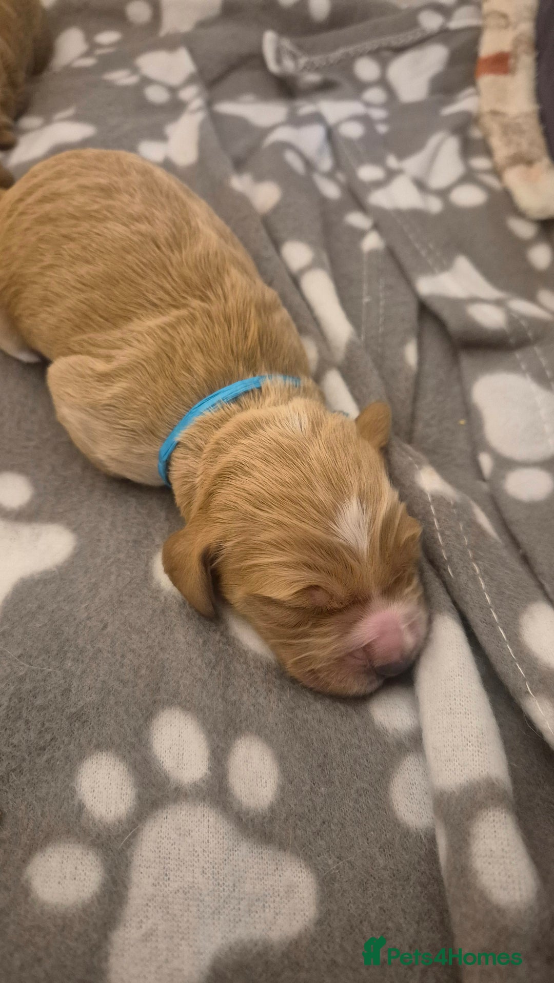 Cockapoo dogs for sale: 2 boys Cockapoo  - Image 5