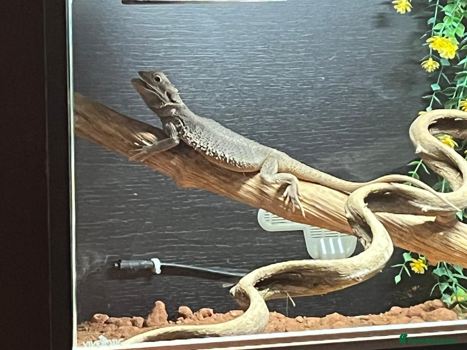 Bearded Dragon reptiles Male zero bearded dragon  - Advert 13
