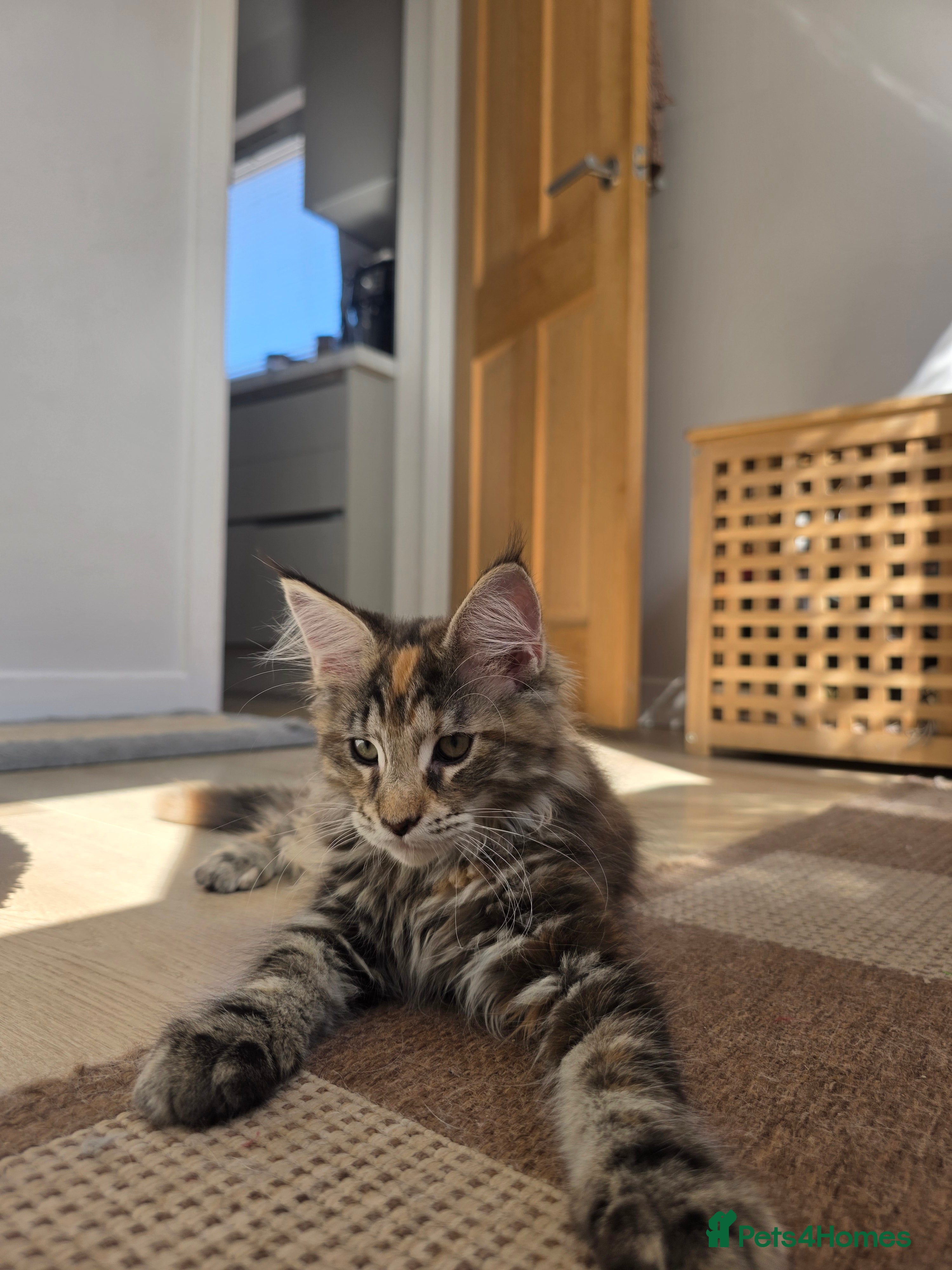 Maine Coon cats TICA Registered Maine Coon Kittens🐾 - Advert 2