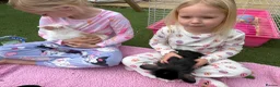 Mini Lion Lop rabbits for sale: 2x male mini lion lop bunnies & hutch & set up in Didcot - Advert 3