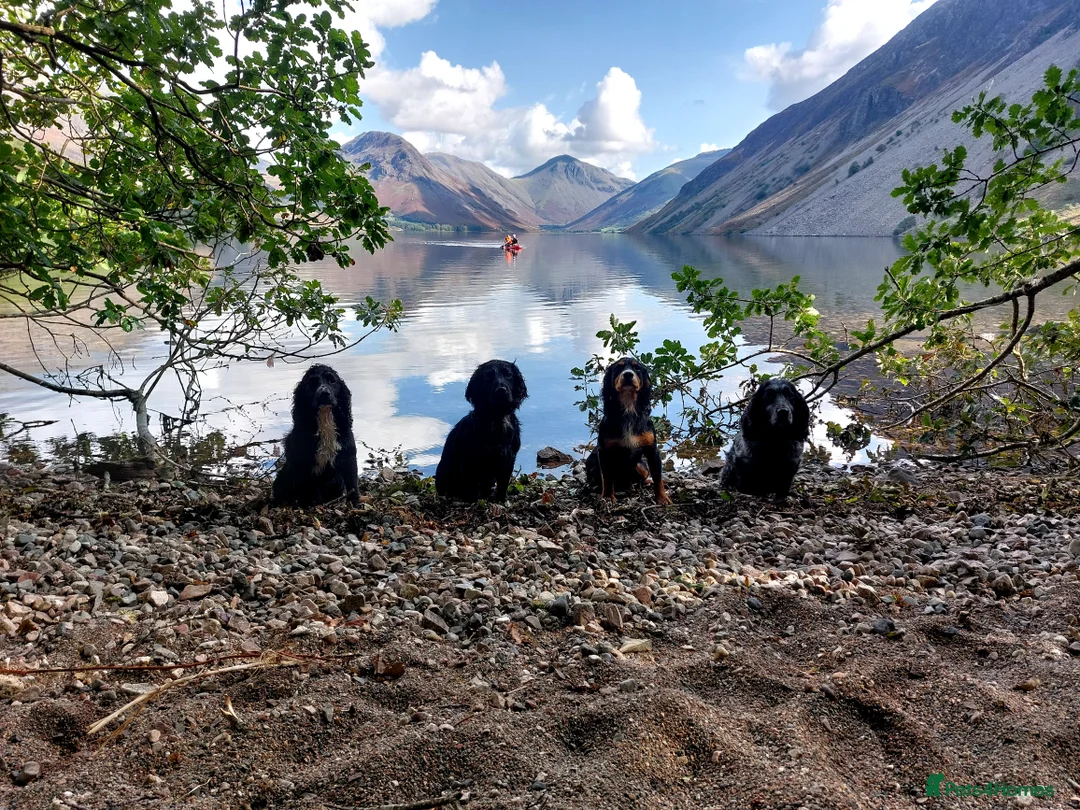 Cocker Spaniel dogs for stud: FTAW fully health tested working cocker stud in Leven - Advert 10