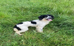 English Springer Spaniel dogs for sale: Speckled mixed colour ESS pups,TESTED PARENTS - Image 21