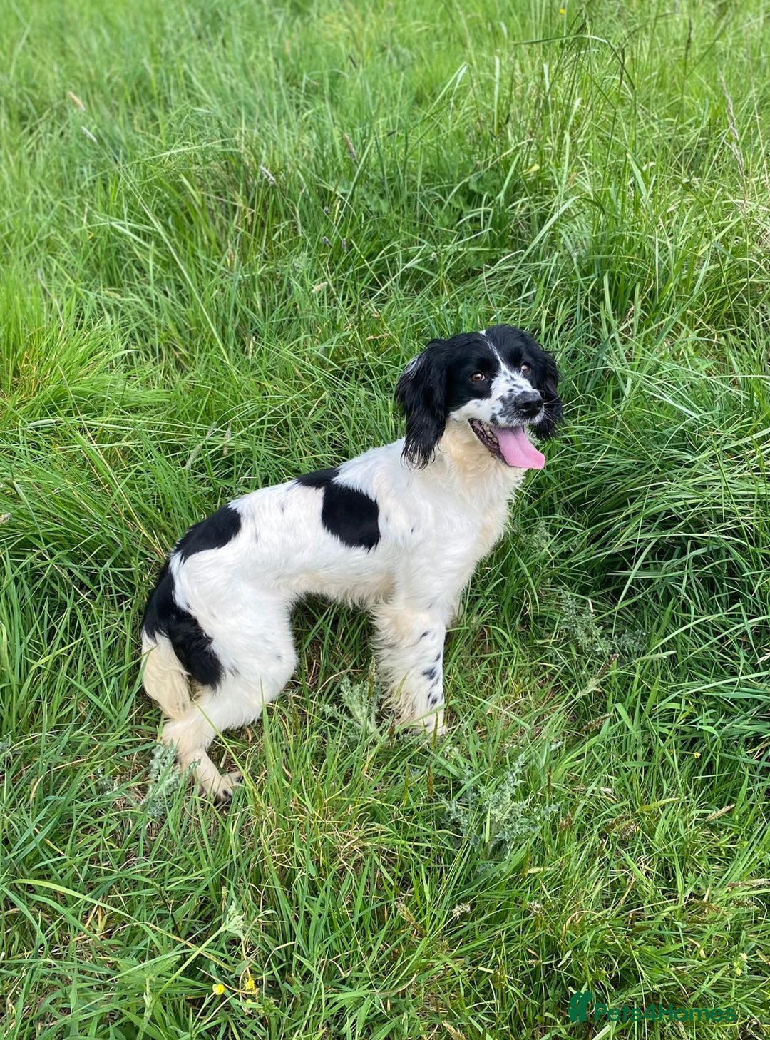 English Springer Spaniel dogs for sale: Speckled mixed colour ESS pups,TESTED PARENTS - Image 21
