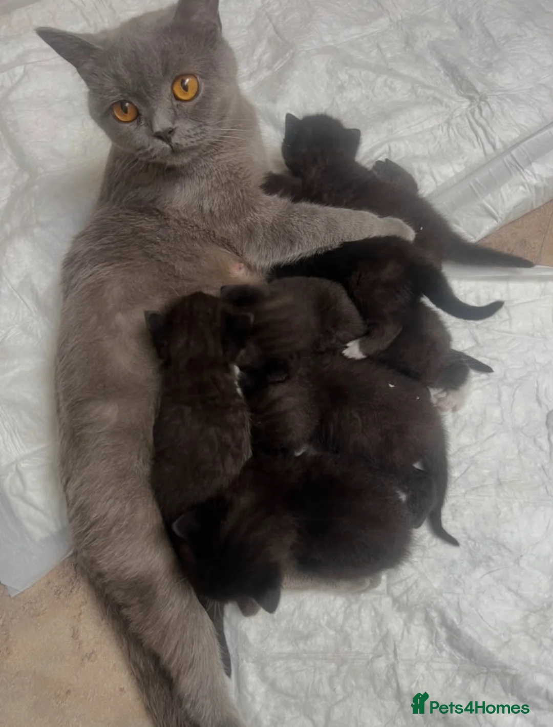 British Shorthair cats for sale: Beautiful British Shorthair Kittens Boys & Girls - Advert 14