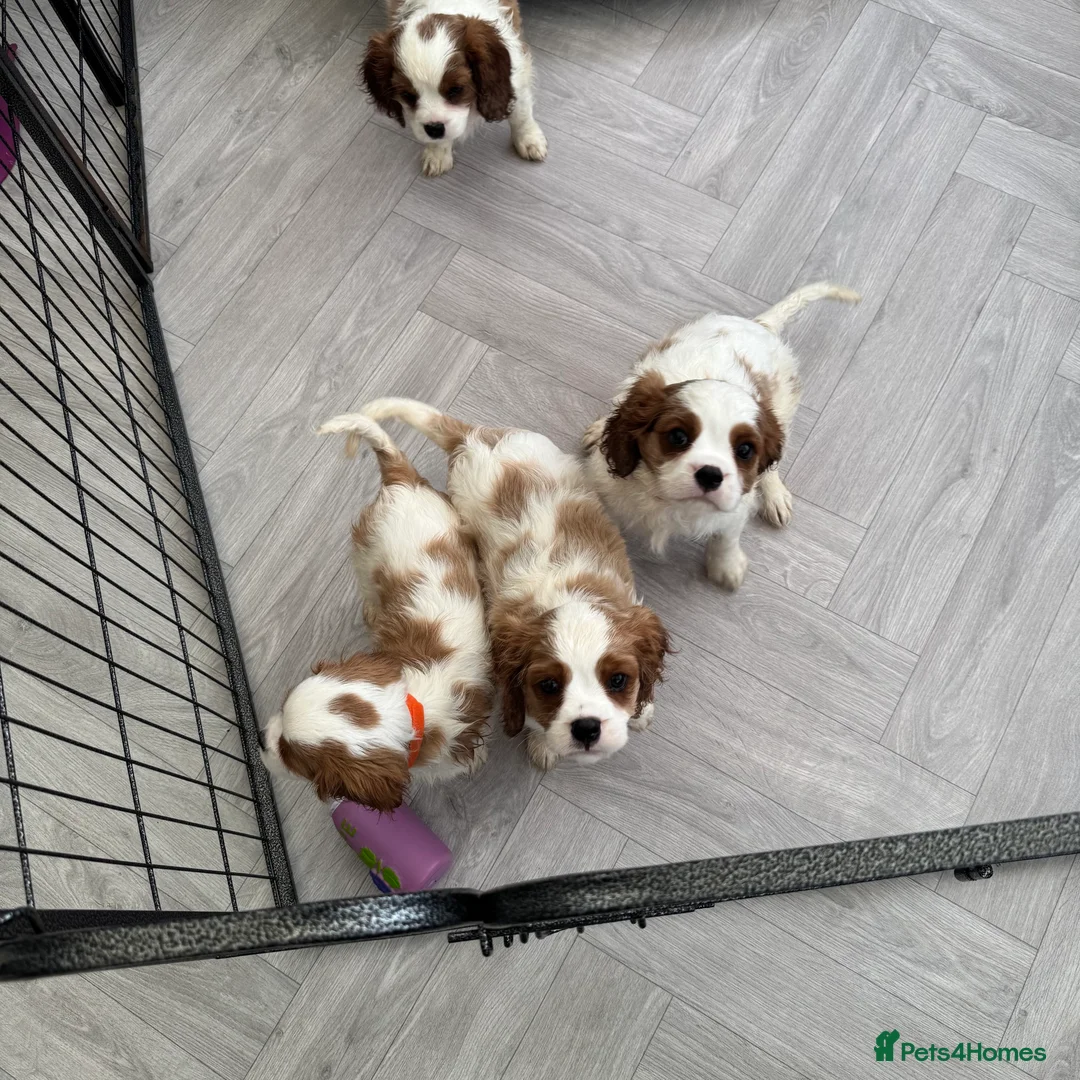 Cavalier King Charles Spaniel dogs for sale: Stunning cavalier King Charles puppies  - Advert 4