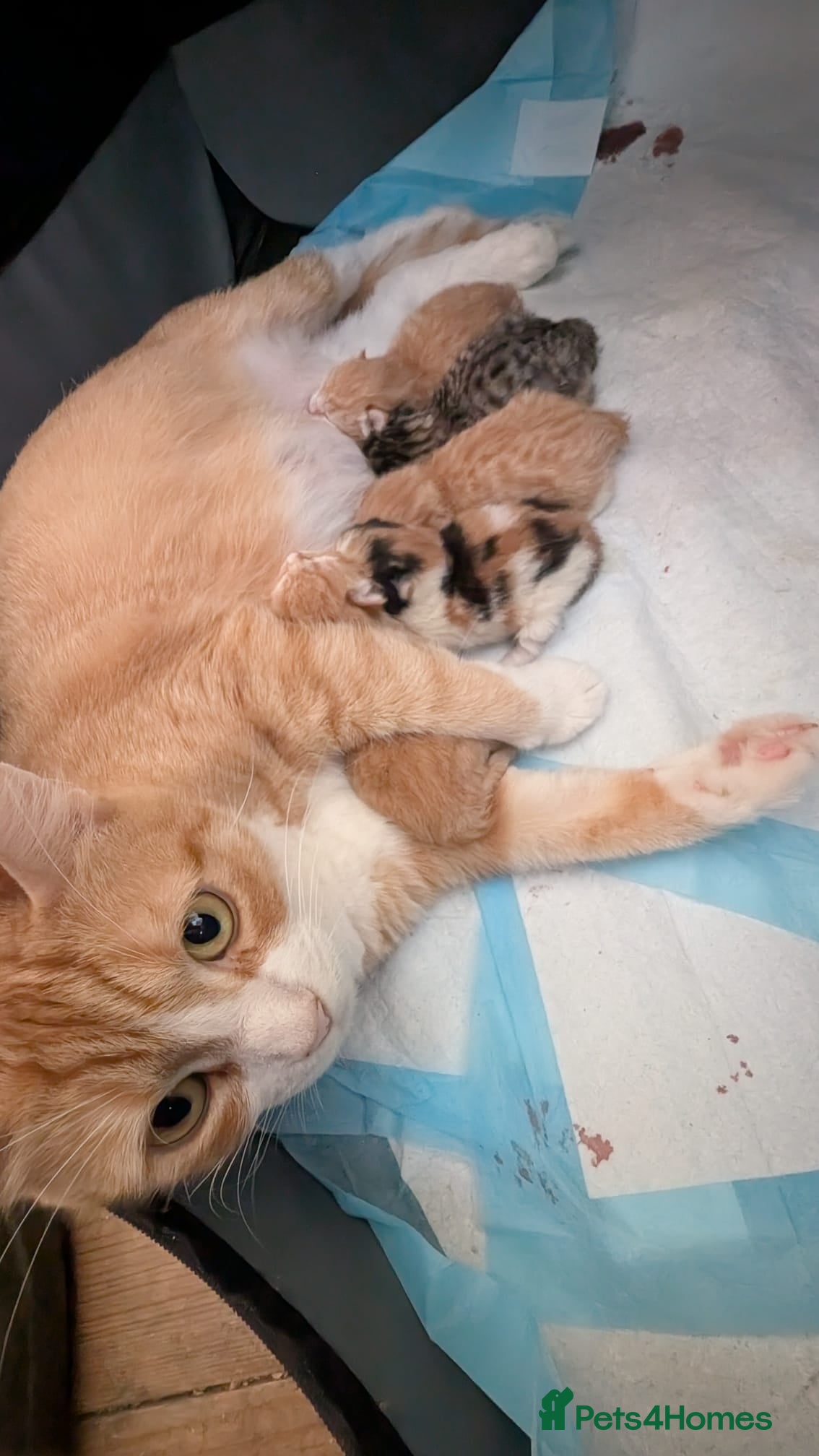 Mixed Breed cats Litter of 4 Kittens Ready for Their Forever Homes! - Advert 2