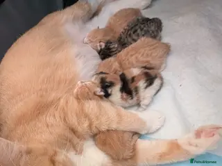 Mixed Breed cats Litter of 4 Kittens Ready for Their Forever Homes! - Advert 3