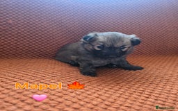 Pomsky dogs for sale: Pomsky F3b for sale - Image 2