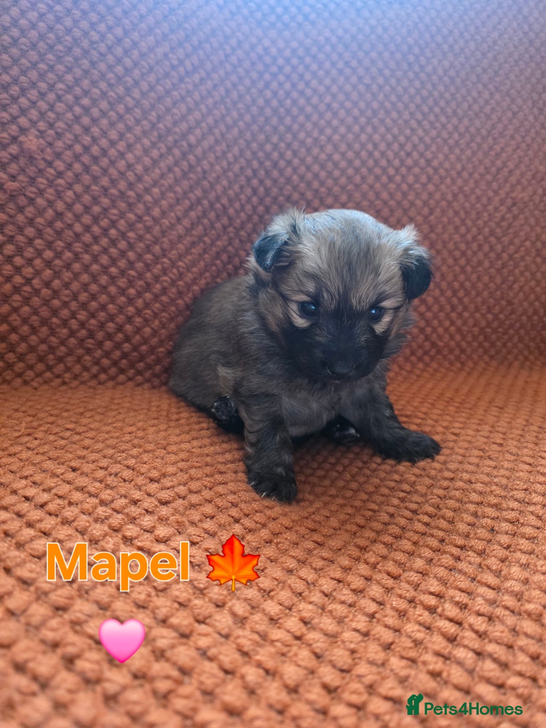 Pomsky dogs for sale: Pomsky F3b for sale - Image 2