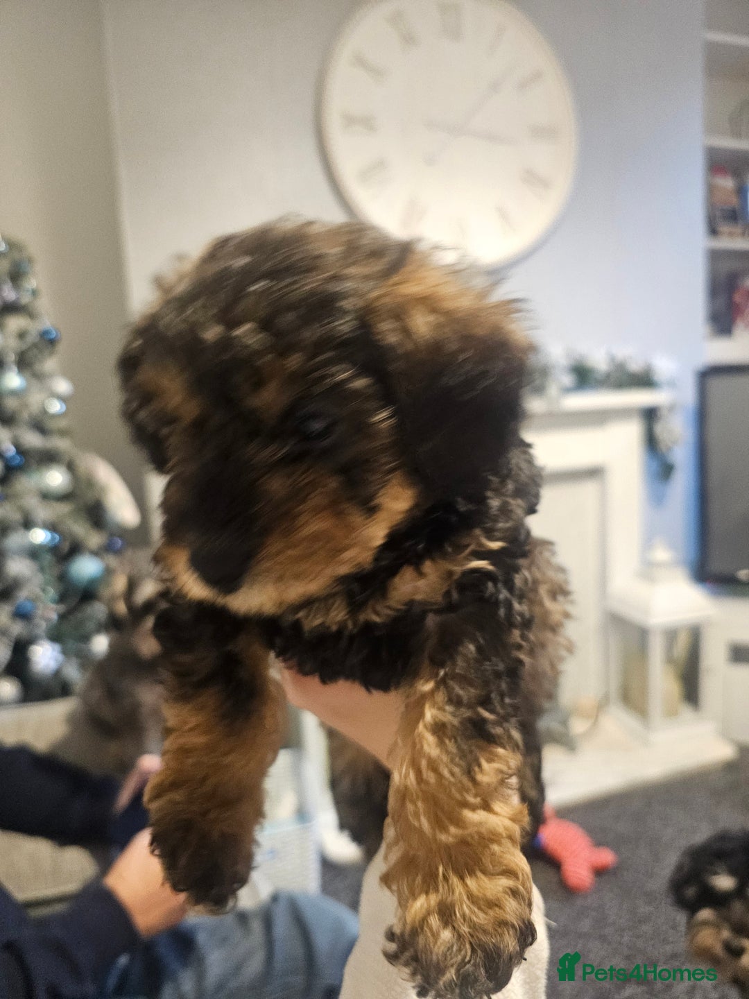 Schnoodle dogs for sale: Miniture Schnoodle pups - Advert 2