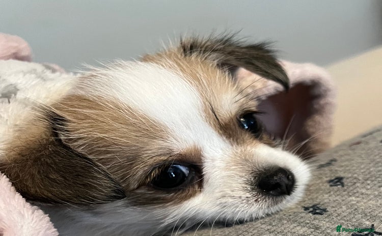 Pomchi dogs - Advert 2