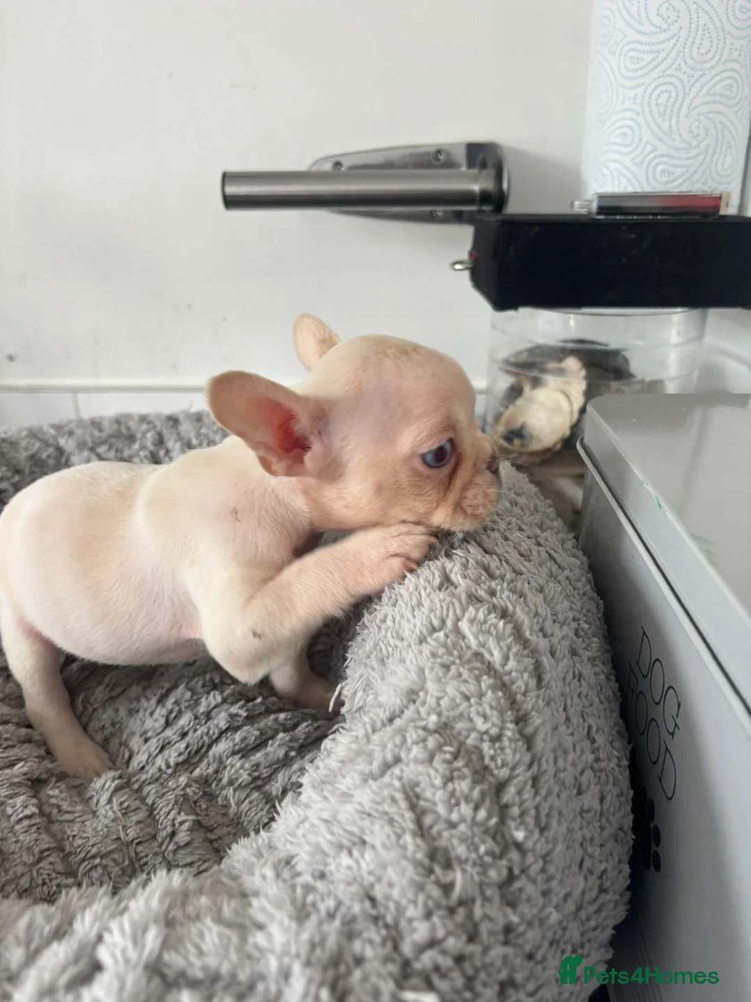 French Bulldog dogs for sale: French Bulldog  in Southend-on-Sea - Advert 10