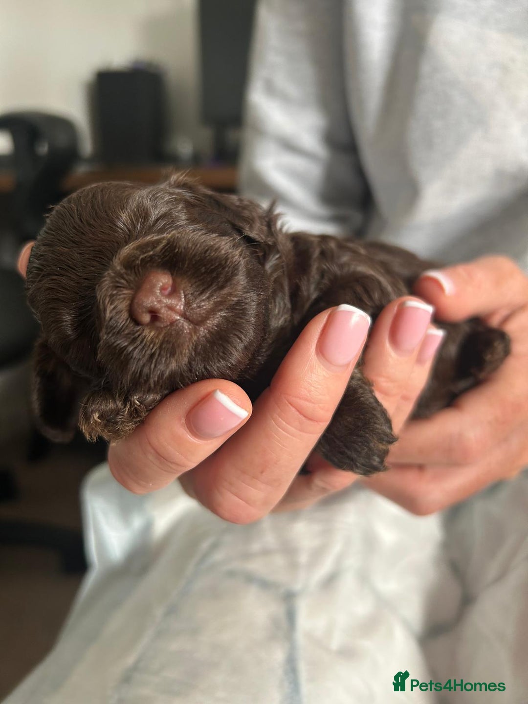 Cockapoo dogs for sale: Small cockapoo puppies ready early oct - Image 8