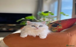 Persian cats for sale: Beautiful pedigree Chinchilla Persian cat - Image 8