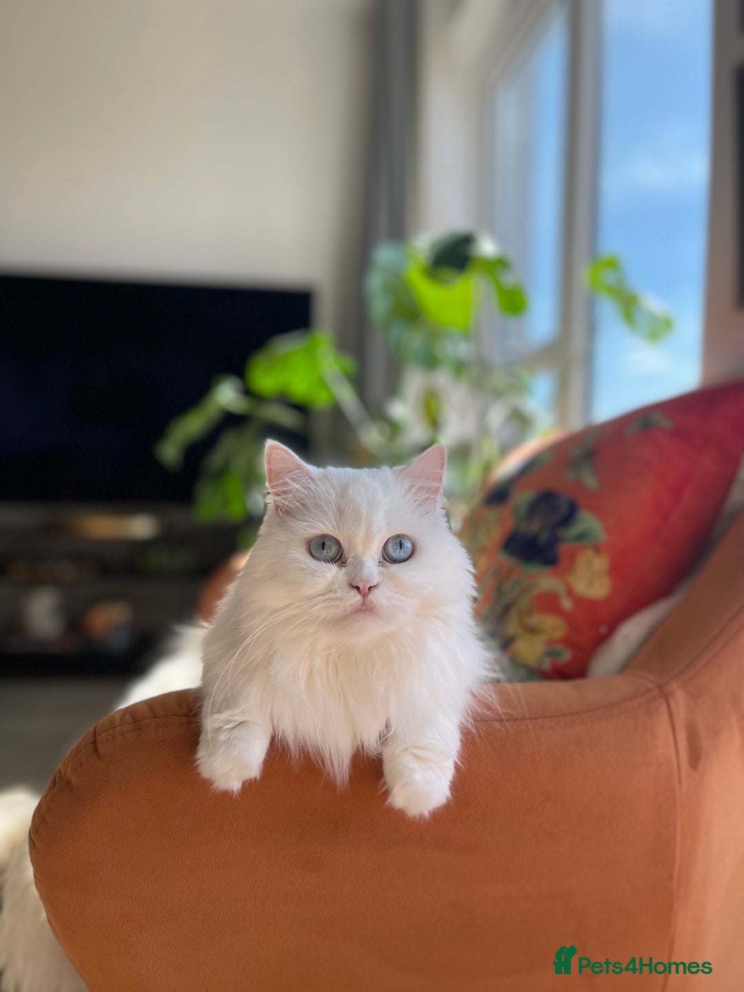 Persian cats for sale: Beautiful pedigree Chinchilla Persian cat - Image 8