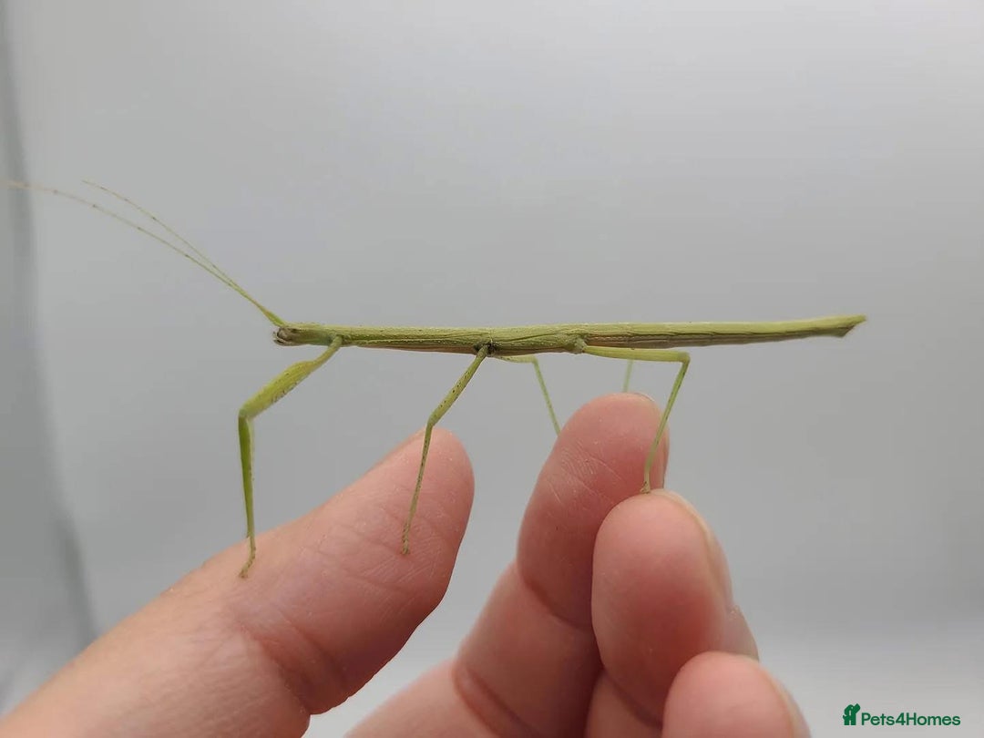 Stick Insects invertebrates for sale: Indian Stick insect eggs for sale  - Image 2
