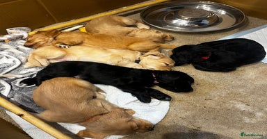 Cocker Spaniel dogs - Advert 2