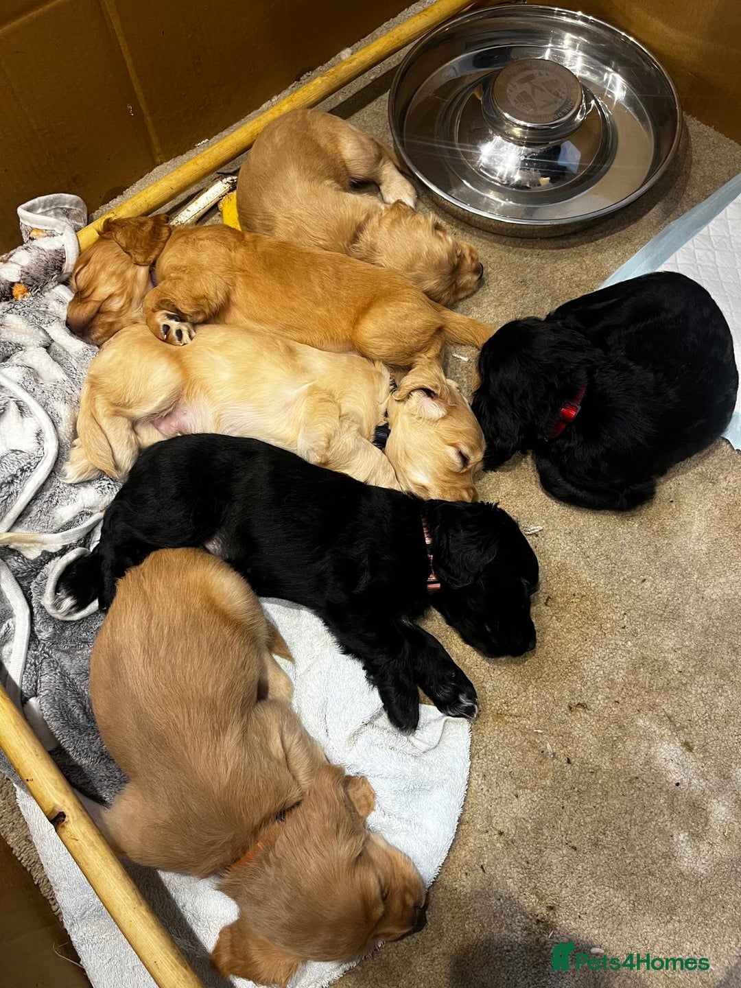 Cocker Spaniel dogs for sale: Gorgeous KC Working Cocker Spaniel Puppy Available - Image 2