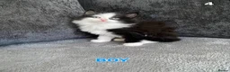Mixed Breed cats for sale: Tuxedo kittens  - Advert 6