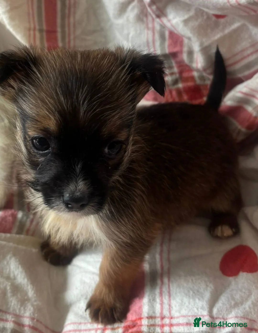 Mixed Breed dogs for sale: Beautiful Chalky puppies in Bristol - Advert 8
