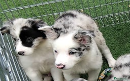 Border Collie dogs for sale: Stunning litter of blue merle border collies - Image 29