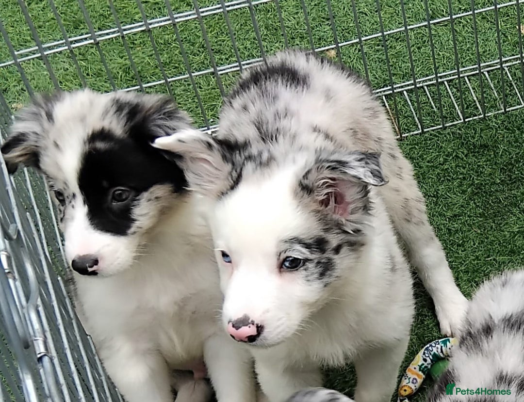 Border Collie dogs for sale: Stunning litter of blue merle border collies - Image 29